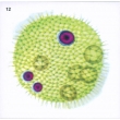 The Reproduction of Single-Cell Algae Magnetic Demonstration Cards