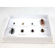 Harmful Forest Insects Collection