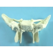 Sphenoid Bone Model