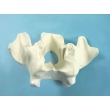 Nasal Bone Model