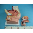 Structure Model of the Male Urogenital Organs