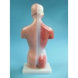 Child Torso Model