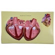Human Heart Bas Relief Model