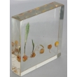 Resin Educational Specimen“The Sprouting Process of Corn Herbarium”