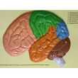 Human Brain Lobes, Bas Relief Model (D)