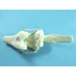 Knee Joint Model with Tendons