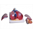 Model of the Lungs and Throat