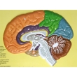 Human Brain Lobes, Bas Relief Model (B)