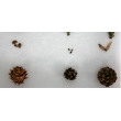 Pinales Tree Samples Herbarium - 5 Types