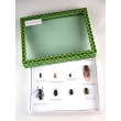 Harmful Forest Insects Collection