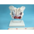 Female Pelvic Bones with Internal Structure Model