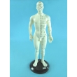 Male Acupuncture Points Model