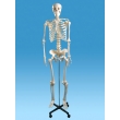 Human Skeleton Model