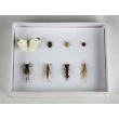 Harmful Field Insects Collection