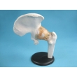 Hip Joint Model