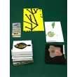 Zoological and Botanical Evolution Flash Cards