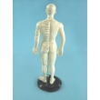 Male Acupuncture Points Model