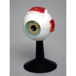 Human Eye Structure Model