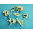 Vertebrae Bone Model Set