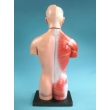 Male Torso Model