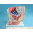 Structure Model of the Male Urogenital Organs