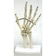 Hand Bone Model