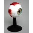 Human Eye Structure Model