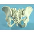 Pelvic Bones