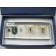 Resin Educational Specimen“The Life Cycle of a White Cabbage Butterfly Collection”