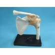 Shoulder Joint Model