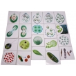 The Reproduction of Single-Cell Algae Magnetic Demonstration Cards