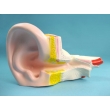 Human Ear Microtia Structure Model