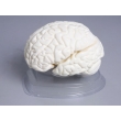 Demonstration Model of Brain Section