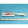 Human Elbow Joint Model