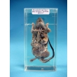 Immersed Rat Dissection