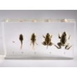 Resin Educational Specimen“Frog Development”