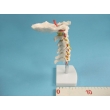 Model of the Upper Spine to the Occipital Bone
