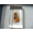 Resin Educational Specimen“Sea Animal Representation Collection”