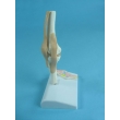 Knee Joint Model with Tendons