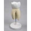 Magnified Incisor Tooth Model