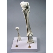 Horse and Sheep Leg Bone Models