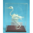 Pigeon Skeleton Model