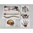 Human Bones