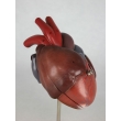 Crocodile Heart Model