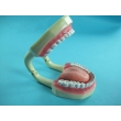 Tooth Hygiene Demonstration Model