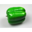 Green Bell Pepper Model