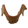 Animal's Teeth & Lower Jaw