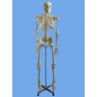 Human Skeleton Model