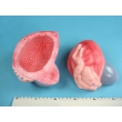 Model of the Urinary Bladder