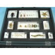 Resin Educational Specimen“Collection of Various Zoological Representations 3”